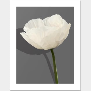 White Poppy - Symbol of Peace Posters and Art